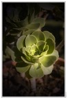 Fiore di pianta grassa del mio giardino, sembra una rosa.
Che ne dite?