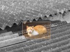 Cat on a roof