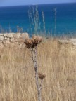 le immagini sono il primo test effettuato con la mia fz30: TRACCE DI SICILIA