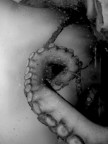 Octopus_vortice