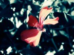 Fiorellino... blue acid