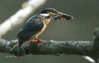 Renzo-A pesca