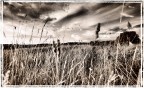 Fields