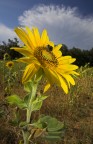 girasole con ospite