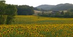 Questi sono, finalmente, i miei primi girasoli che ho fatto con l'aiuto del grande maestro Moret.
Visto il livello spero di non sputtanarlo definitivamente.
Sotto ci sono altri tagli della stessa scena.