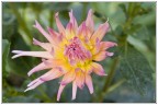Mel mio giardino non lo avevo notato fino ad oggi pomeriggio.
Qualcuno sa dirmi che fiore ?
Ciao e grazie.