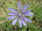 Un fiore sconosciuto nel giardino sottocasa