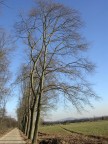 Parco della Mandria (TO)