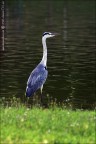Airone cinerino