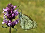 Aporia crataegi