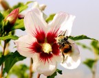 Impollinamento