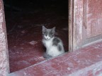 Gattino incontrato in un laboratorio di alabastro a Lima.