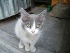 Micio Lima 2