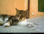 Siesta