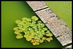 Verde natura