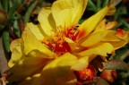 Giallo/Rosso