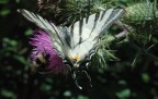 nikon d70  + 60 micro