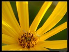 fiore e ragno