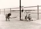 stampata da cane