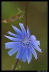 Turchese