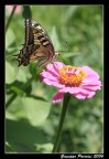 Farfalla #2