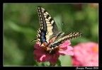 Farfalla #3
