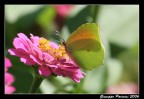 Farfalla #4