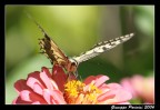 Farfalla #6