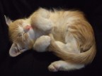 micio coccoloso