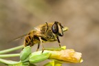 ape che saluta nel pieno delle proprie facolt mentali