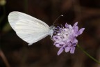 farfallina