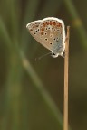 licenide in controluce