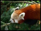 Panda Rosso