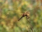 Una libellula Sympetrum, che in un giardino di erbe aromatiche veniva dissanguata dai feroci acari (le palline rosse) appese sotto le sue ali. 
Olympus e300 + 35mm macro olympus. 
Sugerimenti e critiche sempre ben accetti.