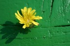 Un fiore giallo su una panchina verde con la luce dell'alba...