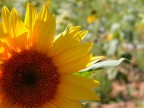 Girasole!