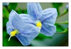 Fiori