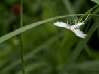 ...o cos almeno mi  sembrata questa falena tra l'erba. Peccato solo la ridottissima pdc...
Oly e300 + 53mm macro Oly. 
Suggerimenti e critiche sempre ben accetti.