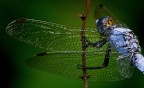 Libellula