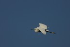 Garzetta in volo