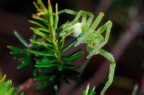 Ragnetto verde