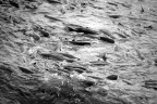 Zuppa di pesce 1