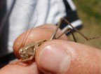 Questa non  particolarmente interessante, ma come macro  abbastanza spinta... si vedono bene i dettagli della testa del grillo