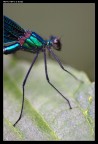 Profilo (Libellula)