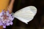 Leptidea sinapis