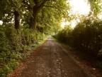 Poteva essere un grande foto, ma manca qualcosa... forse bisognerebbe riuscire a giocare bene col contrasto per distinguere di pi strada ed alberi