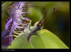Gonepteryx rhamni