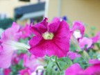 Il tipico scatto in macro da cui non pu esimersi nessun fotografo alle prime armi...