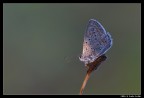 Il primo raggio di sole (Licenide)