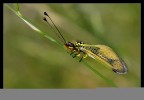 Libelloides longicornis